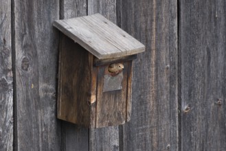A redstart (Phoenicurus phoenicurus) female sitting in the entrance of a birdhouse, animal photo,