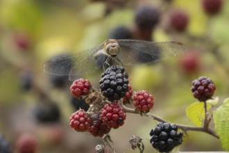 Common darter dragonfly (Sympetrum striolatum) adult insect resting on blackberries fruit in