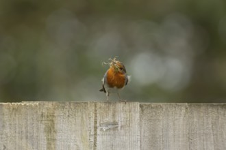 European robin (Erithacus rubecula) adult bird on an urban garden fence with nesting material in