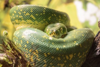 Green tree python (Morelia viridis), Germany