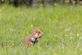 A European hamster (Cricetus cricetus) collects herbs, grass and daisies in a fresh green meadow