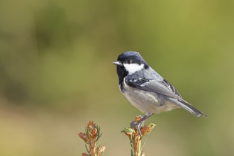 Fir tit (Parus ater), sitting on the top of a young spruce, European spruce (Picea abies),