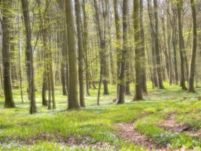 Dreamlike beech forest with wood anemone (Anemone nemorosa), Mecklenburg-Vorpommern, Germany