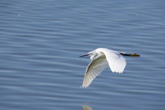 Little Egret (Egretta garzetta) Germany