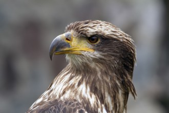 Black chested buzzard, Geranoaetus melanoleucus, Immature female perched on a tree, Close-up,