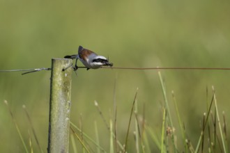 Red-backed shrike (Lanius collurio), Emsland, Lower Saxony, Germany