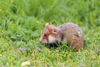 A European hamster (Cricetus cricetus) collects herbs, grass and daisies in a fresh green meadow