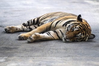Tiger (Panthera tigris) Pattaya Thailand