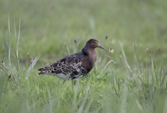 Ruff (Philomachus pugnax) in a meadow, Texel, North Holland, Netherlands