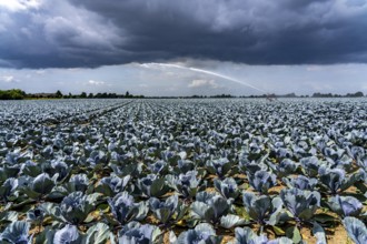 Agriculture, artificial irrigation of a field, irrigation system, cabbage cultivation, red cabbage,