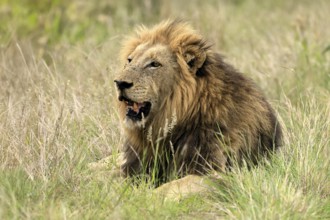 Lion (Panthera leo), male, portrait, alert, Kruger, Kruger National Park, South Africa