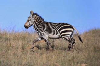 Cape Mountain Zebra (Equus zebra zebra), adult, running, foraging, Mountain Zebra National Park,