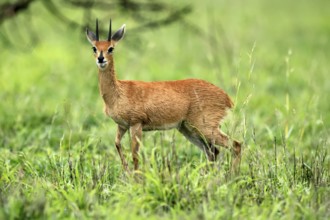 Steenbok (Raphicerus campestris), adult, male, foraging, vigilant, dwarf antelope, Kruger, Kruger