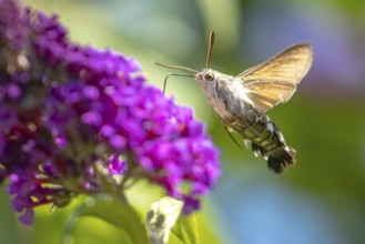 Dove tail (Macroglossum stellatarum) drinking from flowers of the summer lilac (Buddleja davidii),