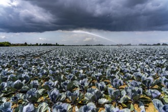 Agriculture, artificial irrigation of a field, irrigation system, cabbage cultivation, red cabbage,