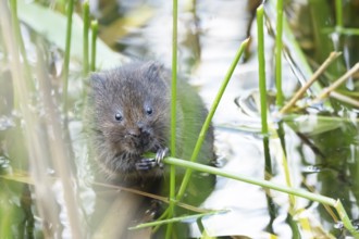 Water vole (Arvicola amphibius) adult animal feeding on a reed plant stem in a pond, England,