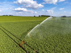 Artificial irrigation with a sprinkler system in a field where sugar beet is grown, near Rheurdt,