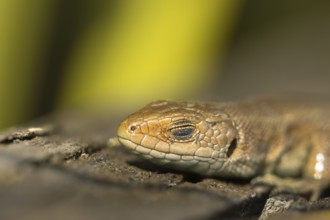 Common lizard (Zootoca vivipara) adult reptile sleeping on a wooden sleeper, England, United
