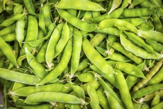 Close-up of freshly harvested green pea pods (Pisum sativum)