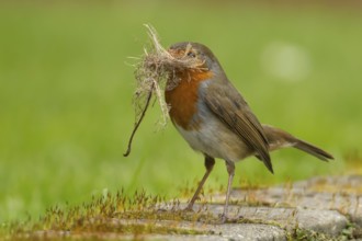 European robin (Erithacus rubecula) adult bird in an urban garden with nesting material in its beak