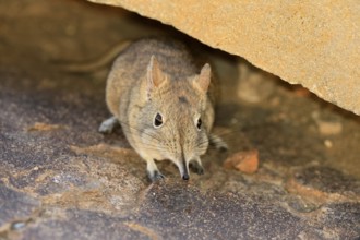 Short-eared elephant shrew (Macroscelides probosideus), adult, foraging, Mountain Zebra National
