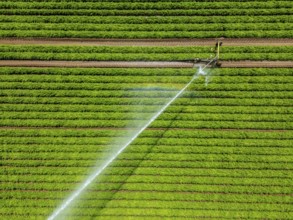 Artificial irrigation with a sprinkler system in a field where carrots are grown, near Kerken, on