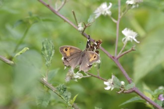 Meadow Brown (Maniola jurtina), Land carrot (Araschnia levana), two, flower, nectar, Two different