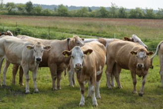A group of cows stands on a green pasture with trees in the background, Prerow,