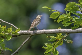 Tree pipit (Anthus trivialis, Alauda trivialis) perched in tree at open woodland in late spring,
