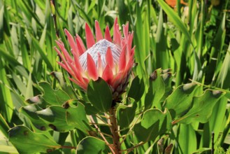 King Protea (Protea cynaroides), flower, flowering, flower, in spring, Kirstenbosch Botanical