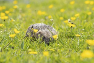 European hedgehog (Erinaceus europaeus) adult animal in a spring time meadow with flowering