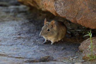 Short-eared elephant shrew (Macroscelides probosideus), adult, foraging, Mountain Zebra National