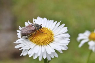 Cockchafer, field cockchafer (Melolontha melolontha), female on a flower of a daisy (Leucanthemum