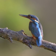 After the work is done... Kingfisher (Alcedo atthis), female sits with dirty beak on a branch,