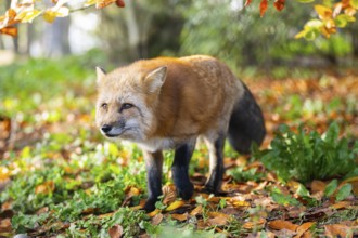 Red fox (Vulpes vulpes) walking in a forest in autumn, Bavaria, Germany
