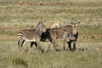 Cape Mountain Zebra (Equus zebra zebra), adult, three, group, social behaviour, foraging, Mountain