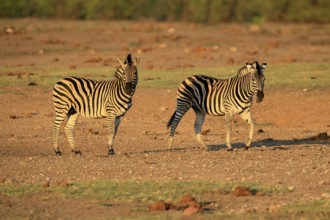 Burchell's zebra (Equus quagga burchelli), Burchell's zebra, adult, two animals, foraging, Kruger,