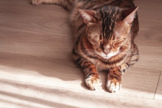 Bengal cat relaxing in sunlit room, highlighting unique fur patterns and playful demeanor on wooden