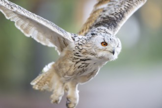 Siberian eagle-owl (Bubo bubo sibiricus) flying, autumn, Bavaria, Germany