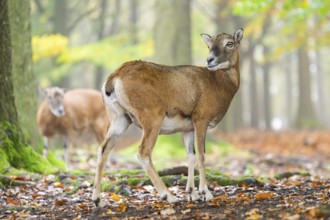 European mouflon (Ovis aries musimon) sheep (female) standing in a forest in autumn, Bavaria,
