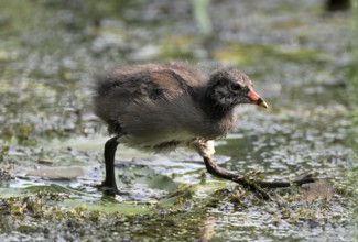 Green-footed moorhen (Gallinula chloropus), chick running over water plants, Lower Rhine, North
