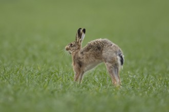 European brown hare (Lepus europaeus) adult animal exercising in a farmland cereal field in