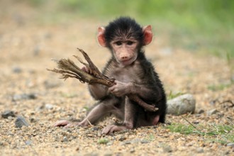 Bear baboon, chacma baboon (Papio ursinus), young, baby, sitting on ground, fragile, foraging,