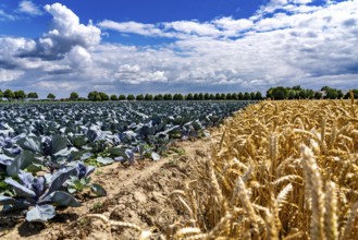 Agriculture, fields, wheat on the right, cabbage cultivation on the left, red cabbage, near Kempen