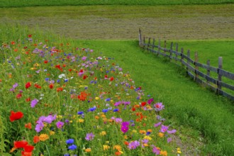 Wildflower meadow, Sesto, Dolomites, Val Pusteria, South Tyrol, Italy
