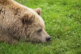 Eurasian Brown Bear (Ursus arctos arctos) lying on a meadow, portrait, Bavaria, Germany