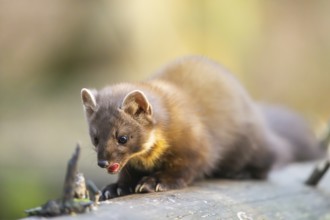 European pine marten (Martes martes) in a forest in autumn, Bavaria, Germany