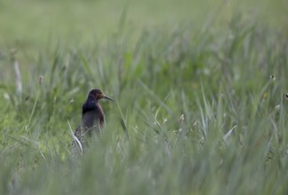 Ruff (Philomachus pugnax) in a meadow, Texel, North Holland, Netherlands