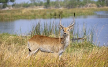 Letschwe or lychee moor antelope (Kobus leche), Okavango Delta, Moremi Game Reserve, Botswana