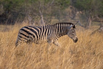 Plains zebra (Equus quagga), in dry grass, Okavango Delta, Moremi Game Reserve, Botswana